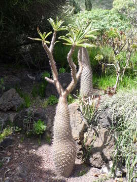 Image of Pachypodium geayi Costantin & Bois