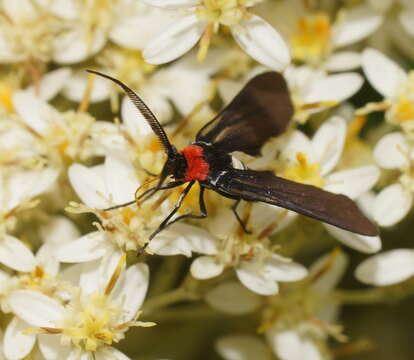 صورة Hestiochora tricolor Walker 1854