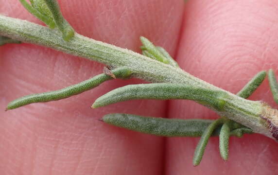 Image of Phymaspermum leptophyllum (DC.) Benth. & Hook. fil.