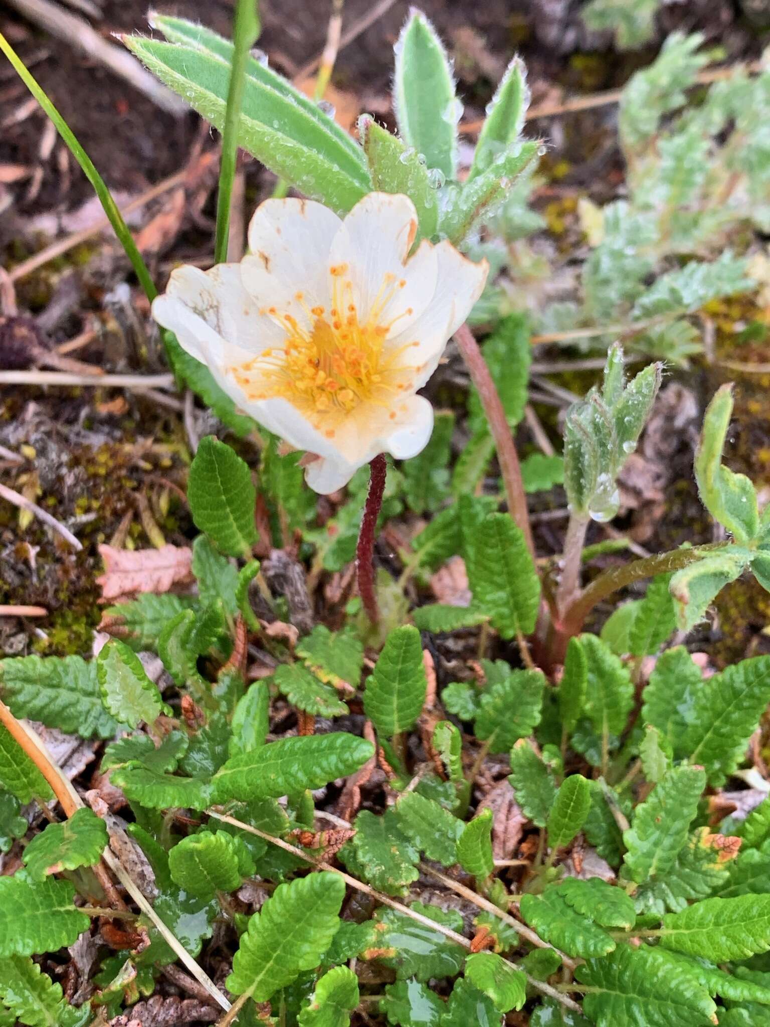 Imagem de Dryas octopetala subsp. hookeriana (Juz.) Hulten