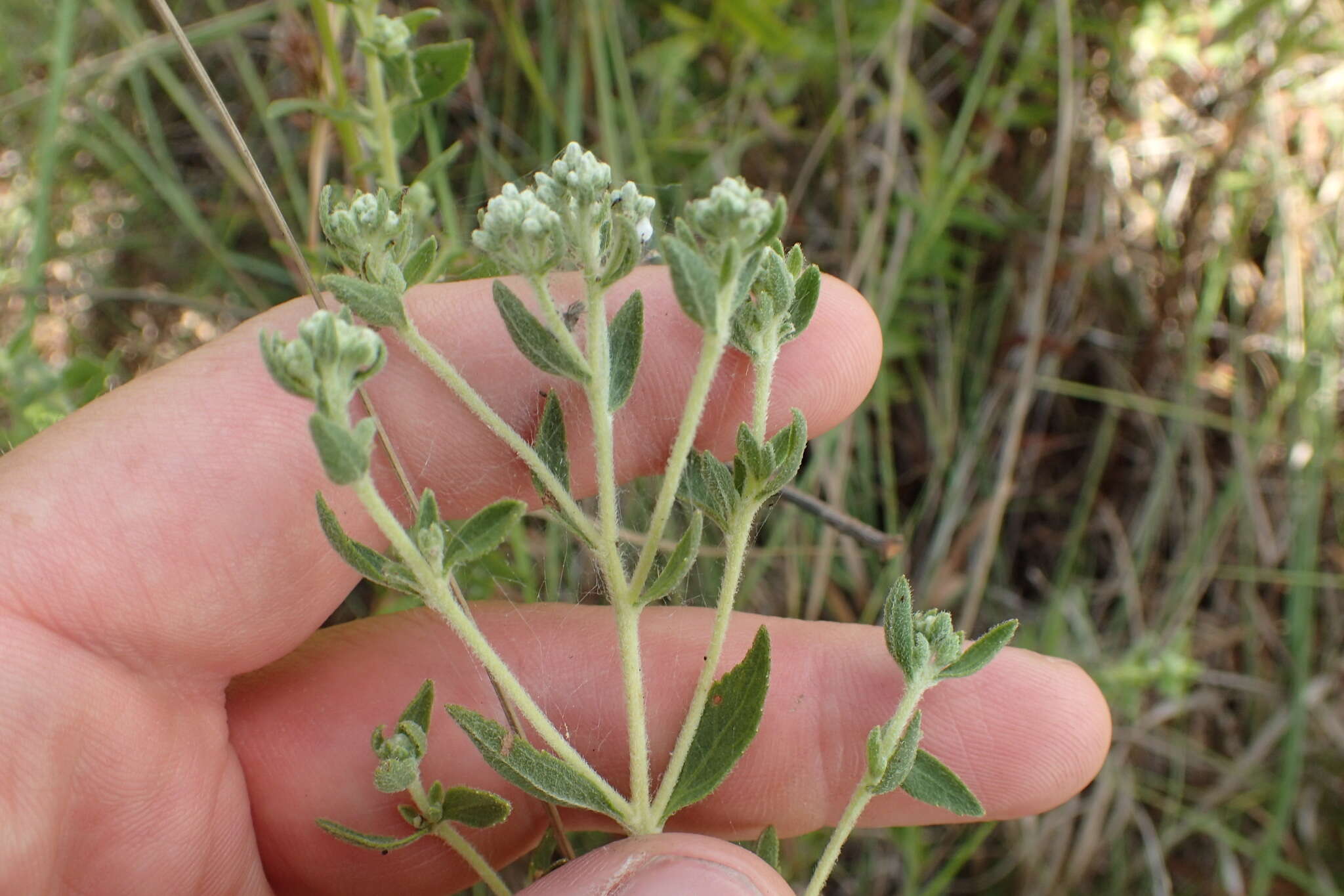 Image of Small-Flower Thoroughwort