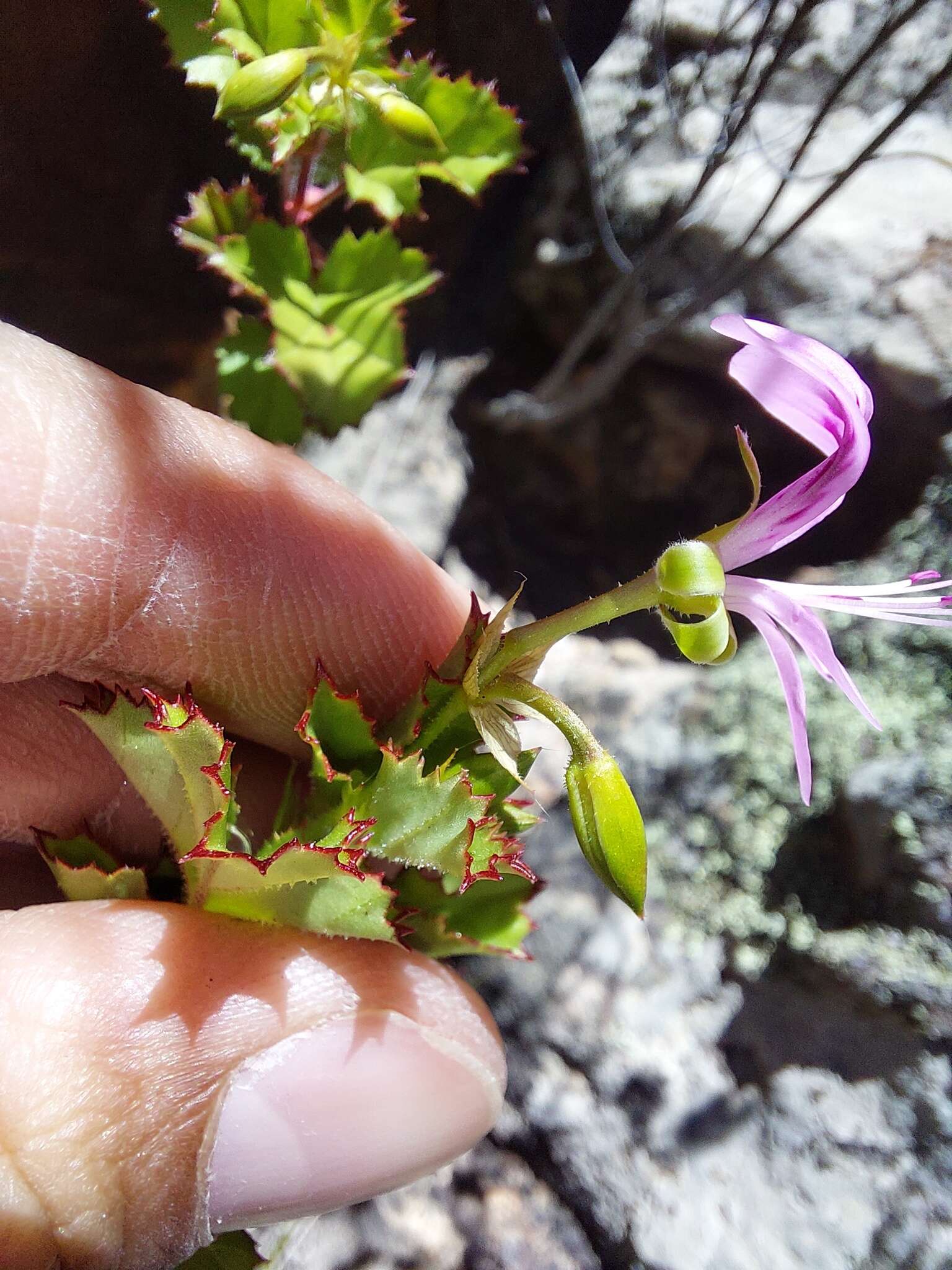 Image of Pelargonium sublignosum Knuth