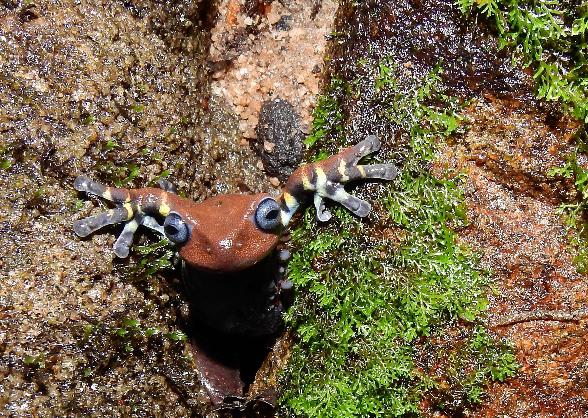 Image of Hyloscirtus antioquia Rivera-Correa & Faivovich 2013