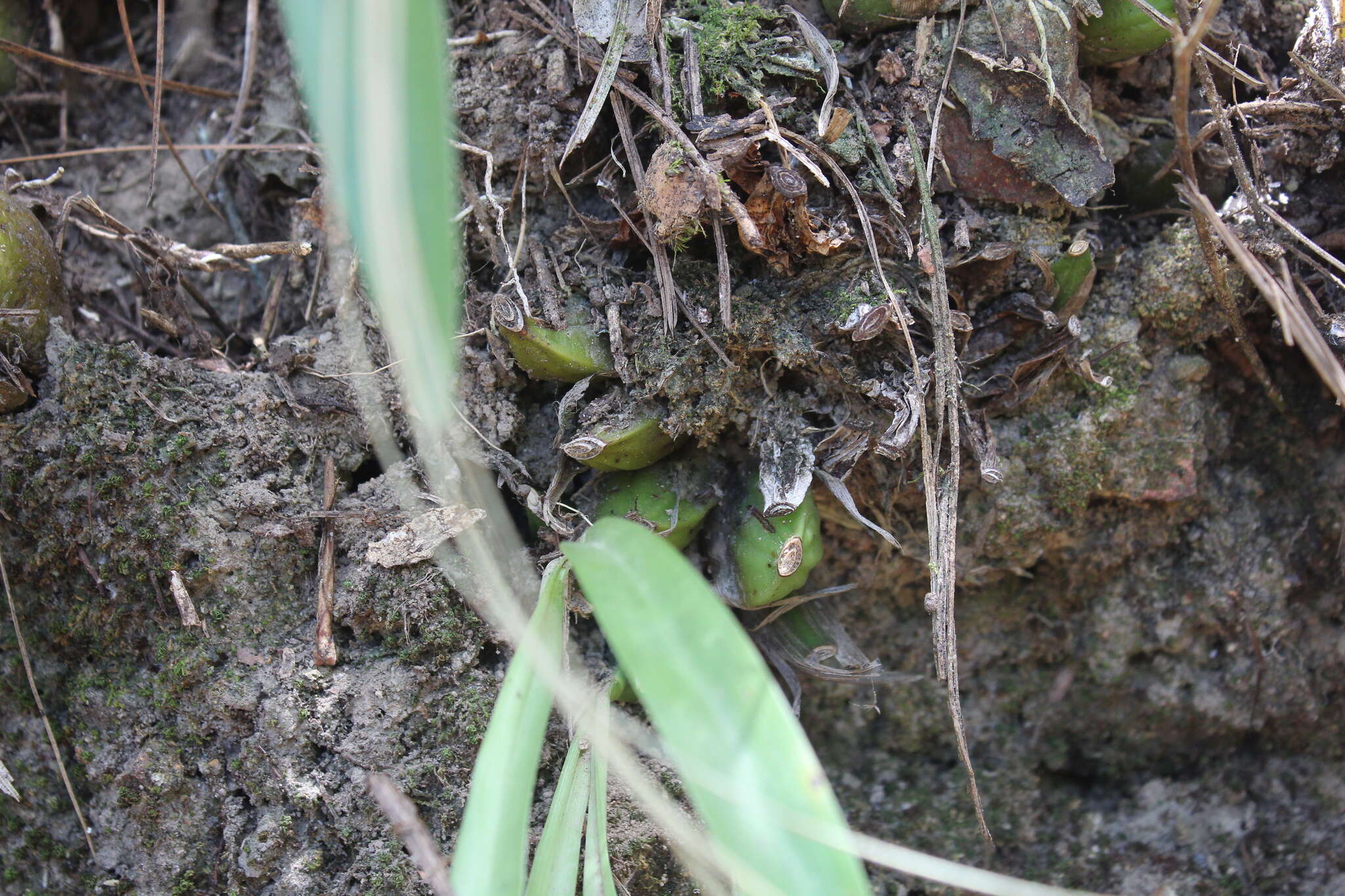 Image of Oncidium graminifolium (Lindl.) Lindl.