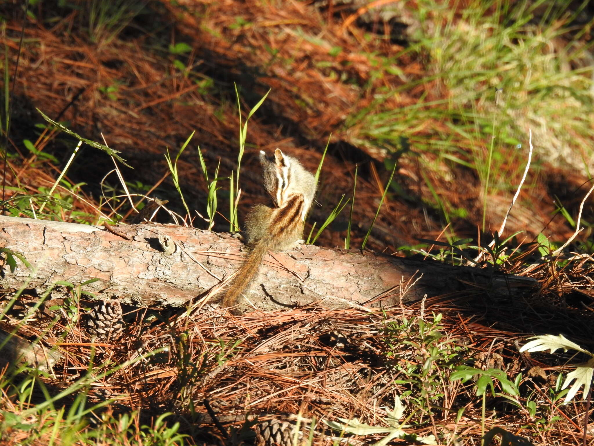 Image of Durango Chipmunk