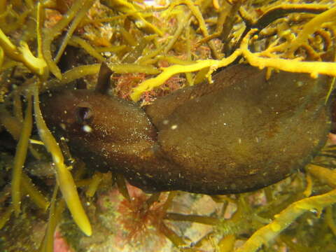 Image of walking sea hare