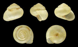 Image of brush snail