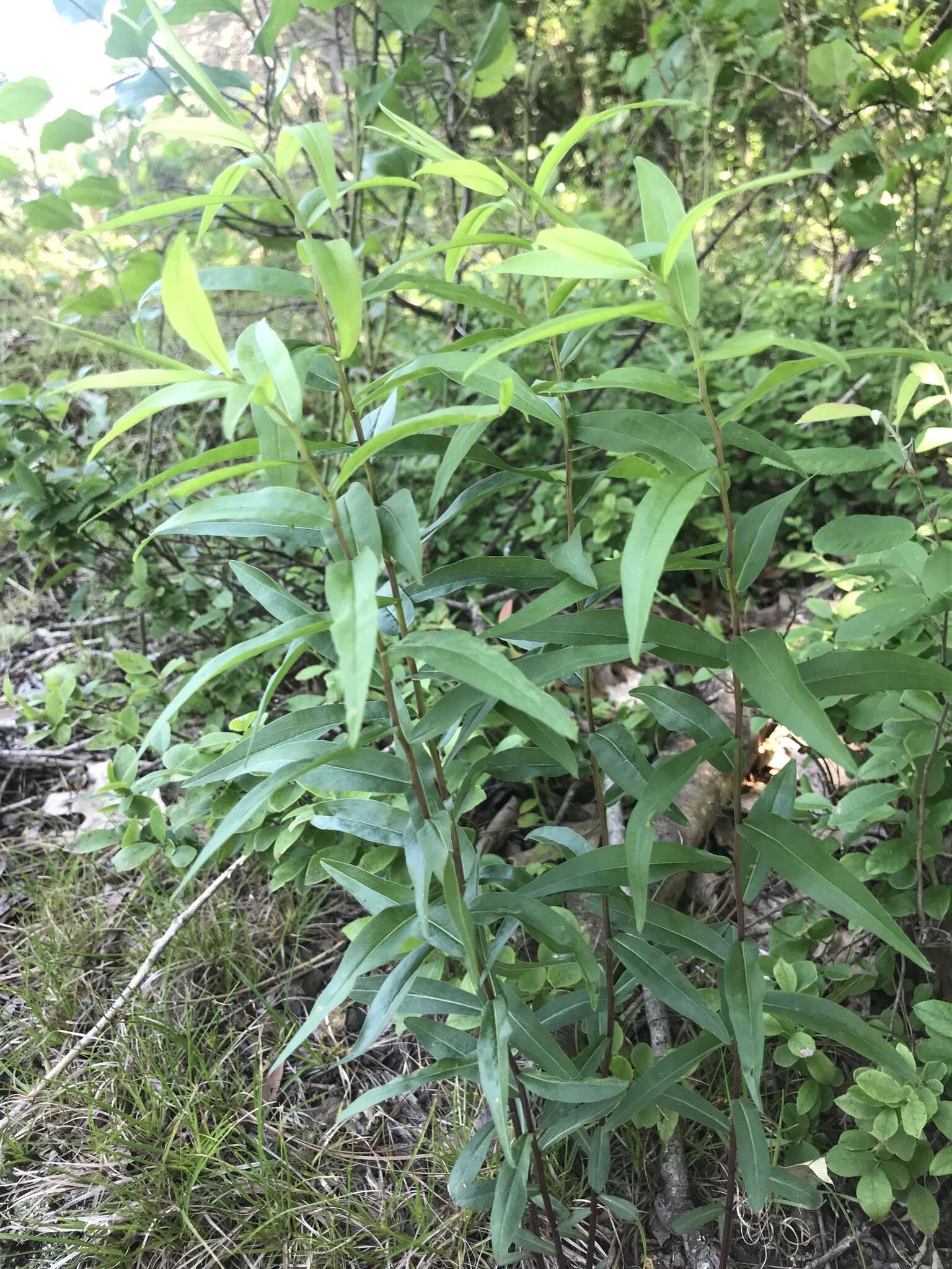 Image of anisescented goldenrod