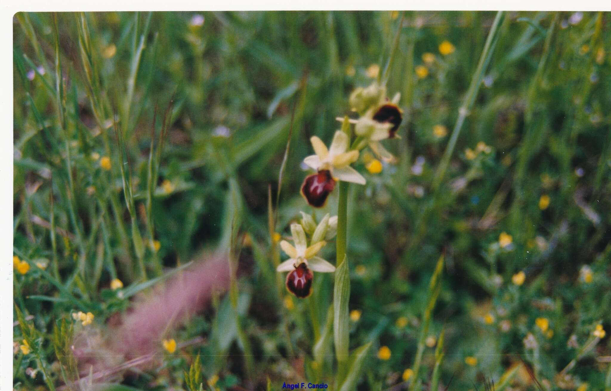 Image of Ophrys sphegodes subsp. sphegodes