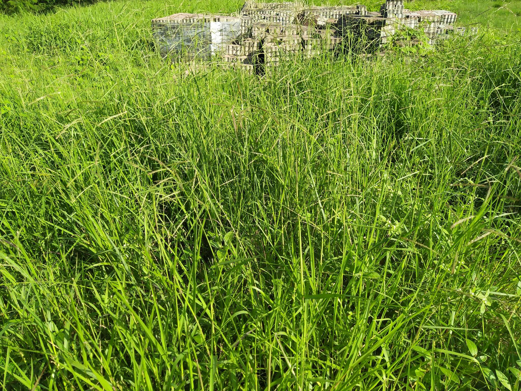 Image of Grass