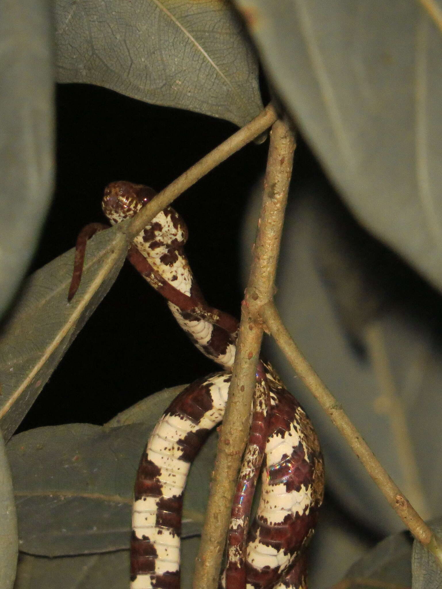 Image of Ringed Snail Sucker