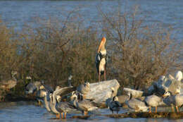 Image of Painted Stork