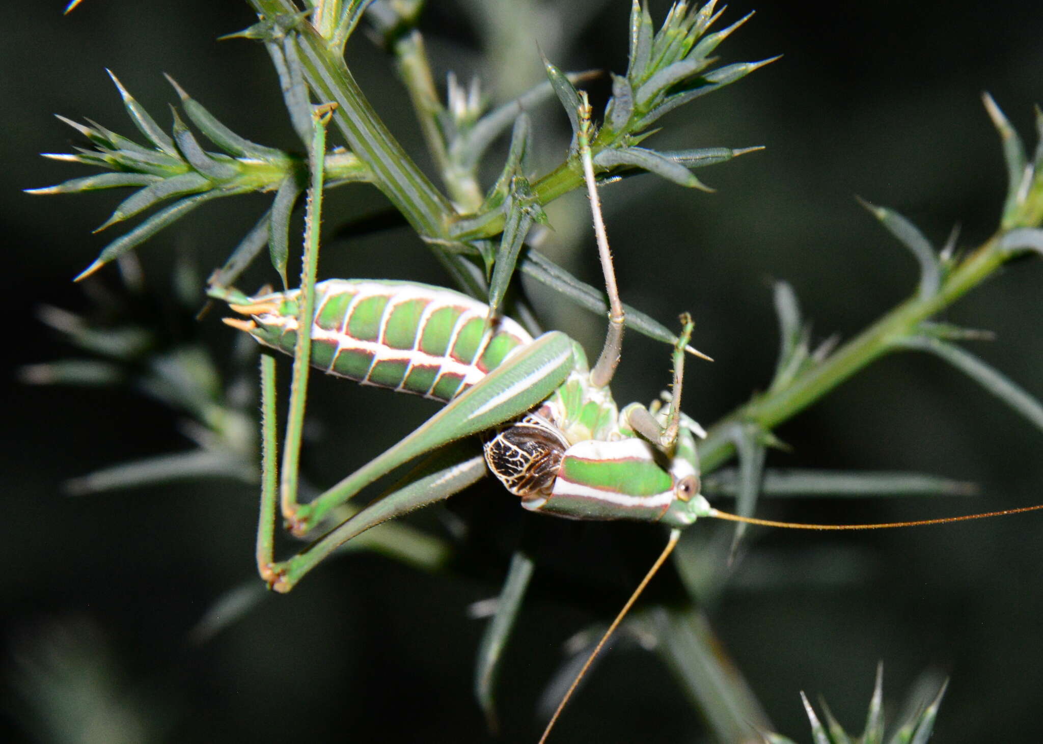 Image of Two-lined Shieldback