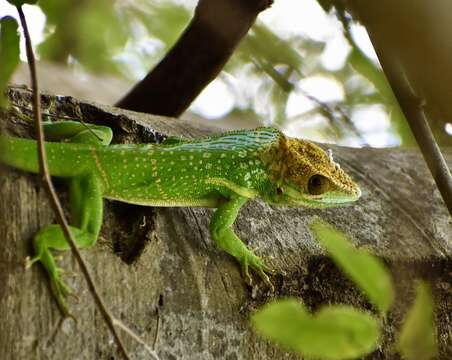 Image of Anolis smallwoodi Schwartz 1964