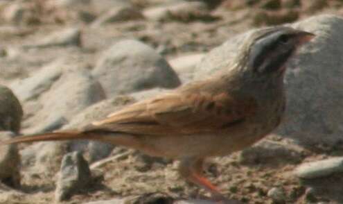 Image of House Bunting