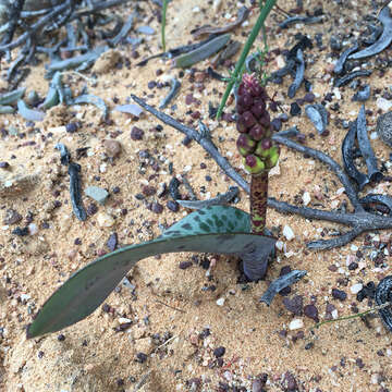 Imagem de Lachenalia karoopoortensis G. D. Duncan