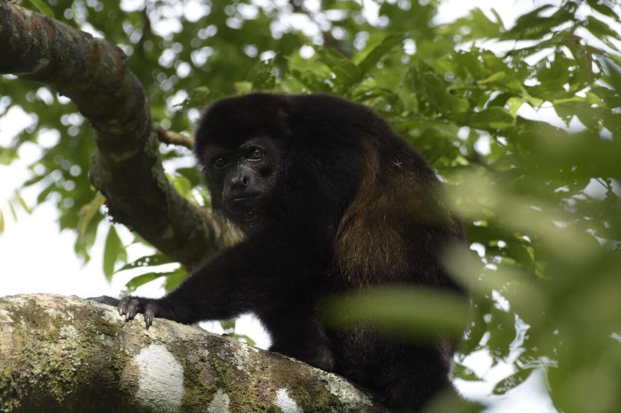 Image de Alouatta palliata mexicana Merriam 1902