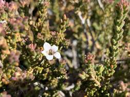 Image of Acmadenia teretifolia (Link) Phill.