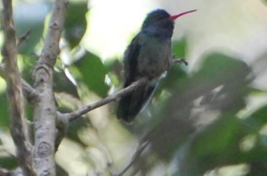 Image of Hylocharis eliciae