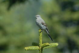 Image of Townsend's Solitaire