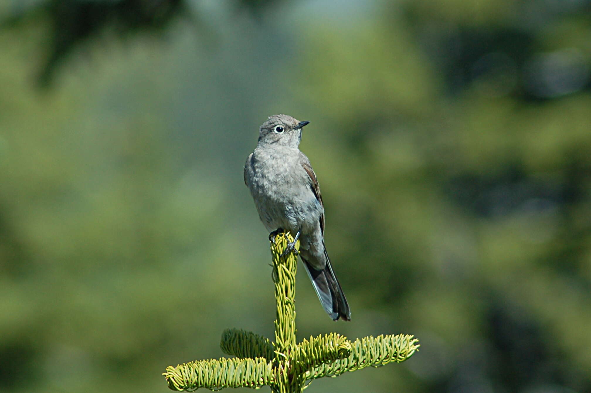 Image of Townsend's Solitaire