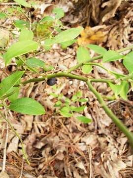 Image de Vaccinium virgatum Ait.