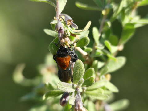 Image of Colletes bicolor Smith 1879