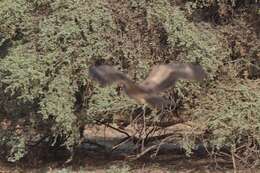 Image de Polyboroides typus pectoralis Sharpe 1903