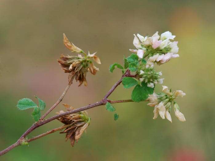 Image of clover