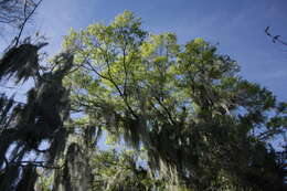 Sivun Tillandsia usneoides (L.) L. kuva