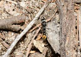 Image of Myrmecia gilberti Forel 1910