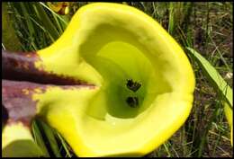 Image of Pitcher Plant Mining Moth