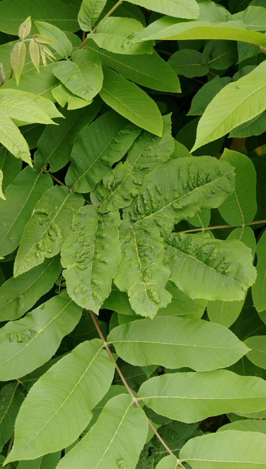 Image of Juglans ailanthifolia Carr.