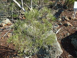 Eremophila oppositifolia R. Br. resmi