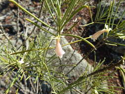 صورة Eremophila oppositifolia R. Br.