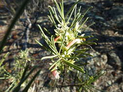 Eremophila oppositifolia R. Br. resmi