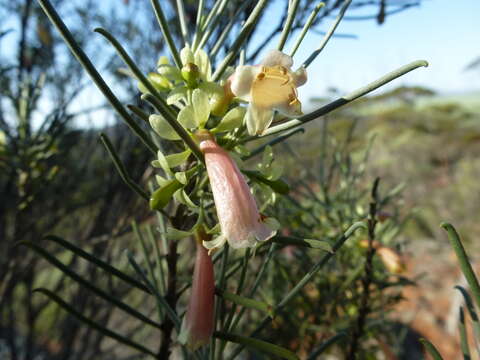 Eremophila oppositifolia R. Br. resmi