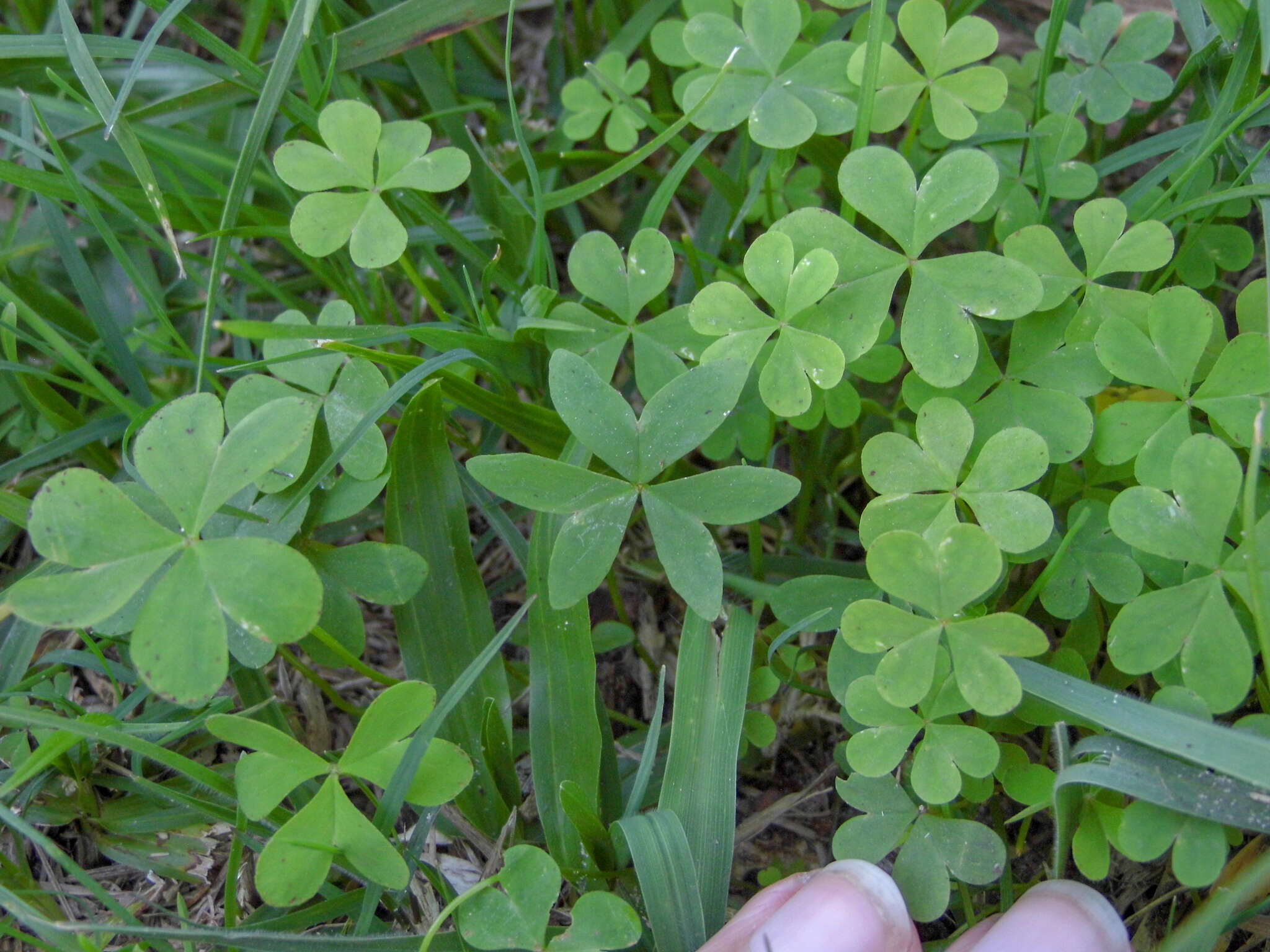 Sivun Oxalis bipartita A. St.-Hil. kuva