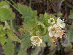 Image of stinging phacelia