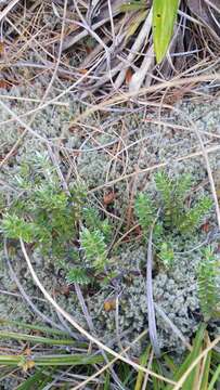 Image of Pimelea pseudolyallii Allan