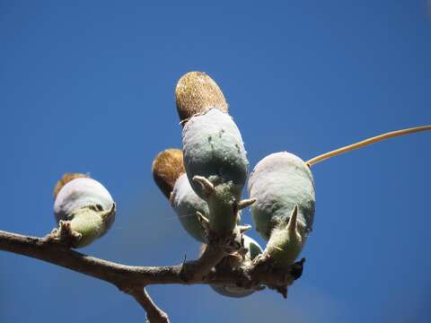 Image of Ceiba aesculifolia subsp. parvifolia (Rose) P. E. Gibbs & Semir