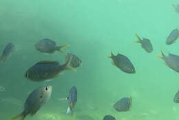 Image of Arabian chromis