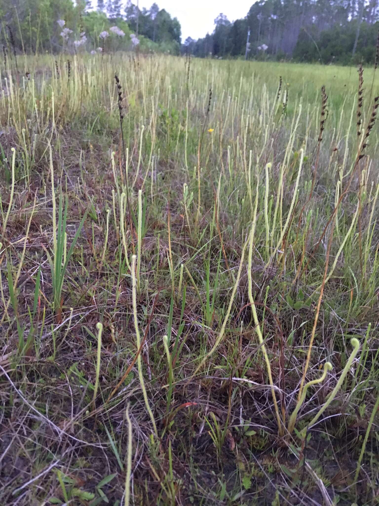 Drosera filiformis var. tracyi (Macf. ex Diels) Diels的圖片