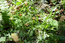 Image of Cotula alpina (Hook. fil.) Hook. fil.