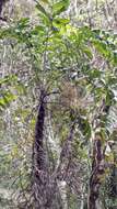 Image of Dypsis pinnatifrons Mart.