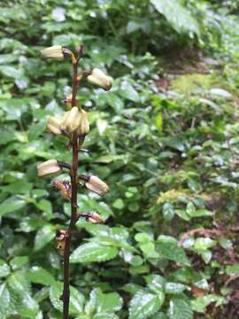 Image of Gastrodia flavilabella S. S. Ying