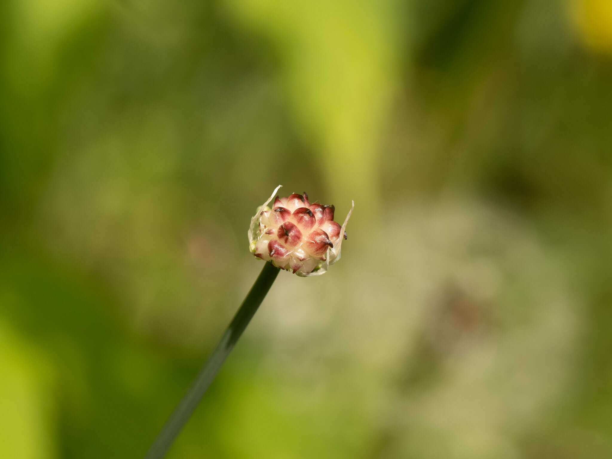 Image of Allium macrostemon Bunge