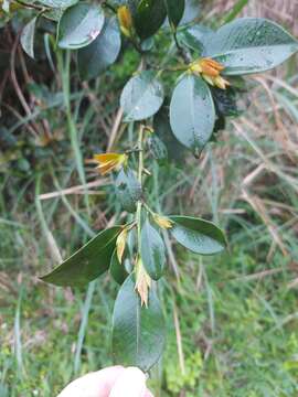 Image of Cleyera japonica var. morii (Yamamoto) Masam.