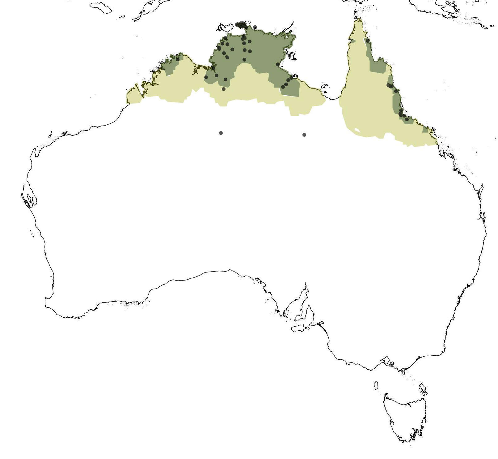 Image of Australian Masked Owl