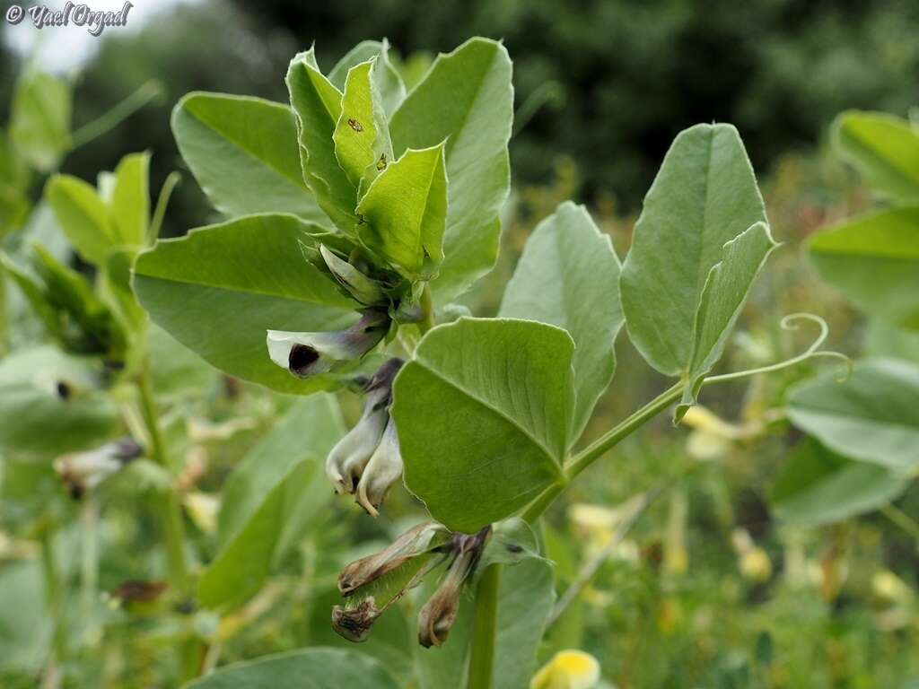 Vicia galilaea Plitmann & Zohary的圖片